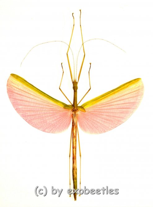 Marmessoidea rosea  ( 80 – 89 ) 