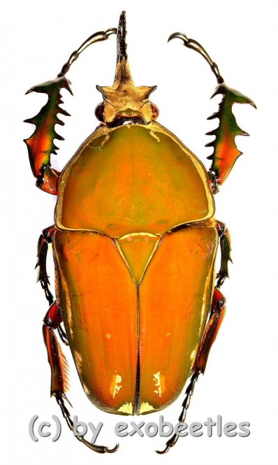 Mecynorrhina torquata immaculicollis ( roetliche var. )  ( 80 – 84 ) 