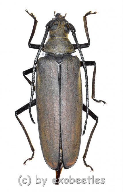Megopis sinica  ( 45 – 49 ) 