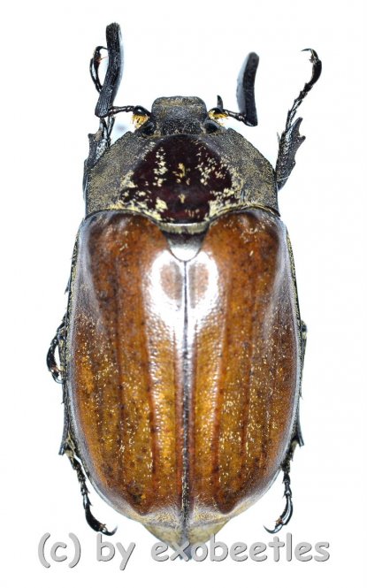 Melolonthidae spec. #16  ( 30 – 34 )  A2 