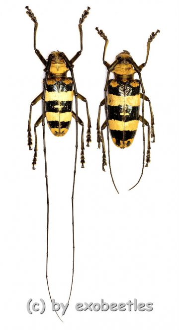 Nemophas rosenbergi  ( M 35 – 39 ) 