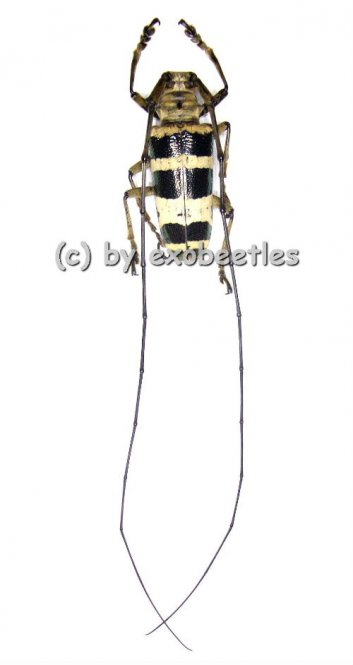Nemophas subcylindricus  ( 30 - 34 ) 