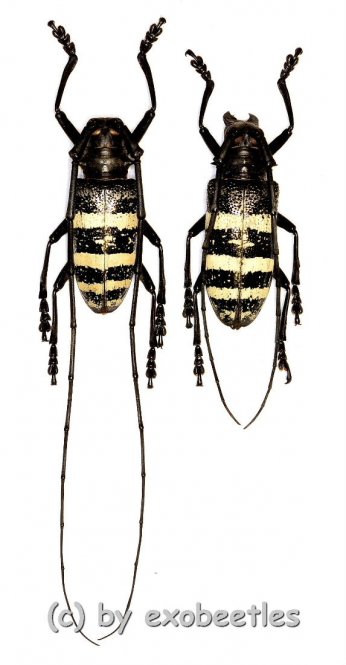 Nemophas trifasciatus ( Male = A1- )  ( M 35 – 39 ) 