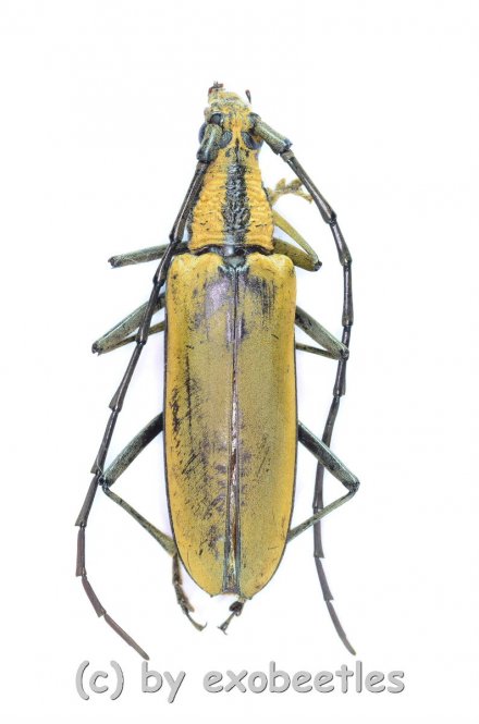 Neocerambyx pascoei  ( 45 - 49 ) 