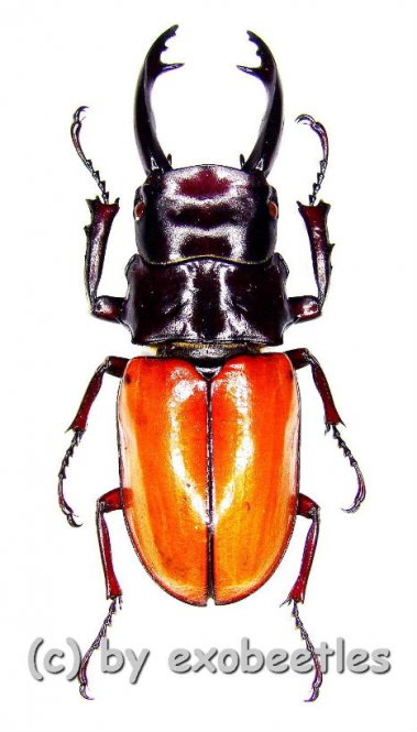 Odontolabis sarasinorum  ( 35 – 39 ) 