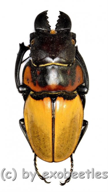 Odontolabis sommeri sommeri ( amphiodonte )  ( 55 – 59 ) 