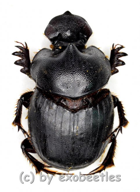 Onthophagus spec.  ( 15 – 19 ) 