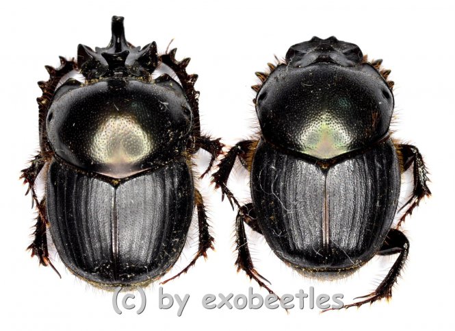 Onthophagus spec. #1  ( M 15 – 19 ) 