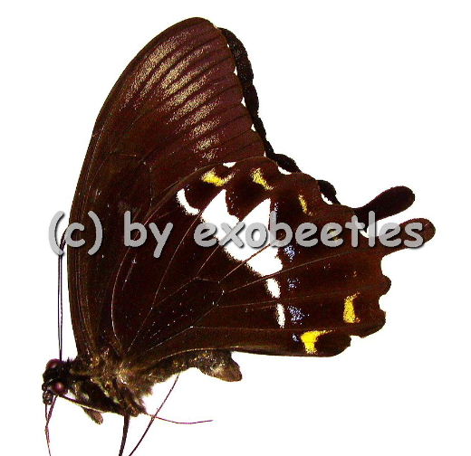 Papilio albinus 