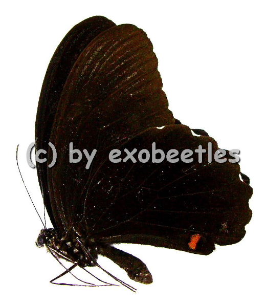Papilio ambrax 