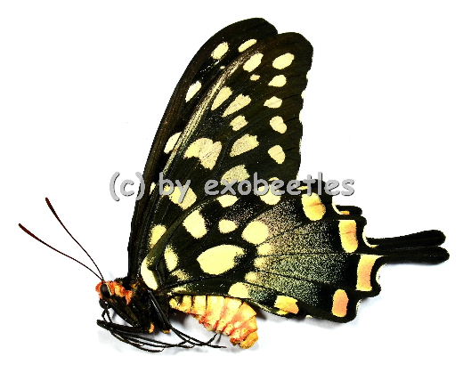 Papilio ( Pharmacophagus ) antenor  A1- 