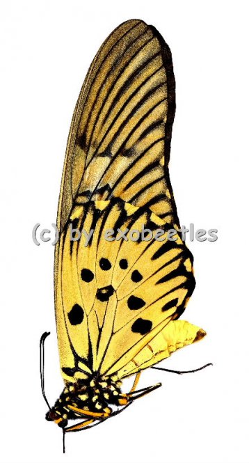 Papilio antimachus ( The giant African Swallowtail )  A2 