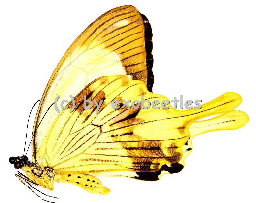 Papilio dardanus  A2 