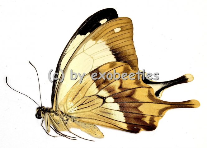 Papilio dardanus meriones  A1- 