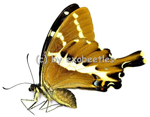 Papilio delalandei 