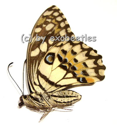 Papilio demoleus malayanus  A2 