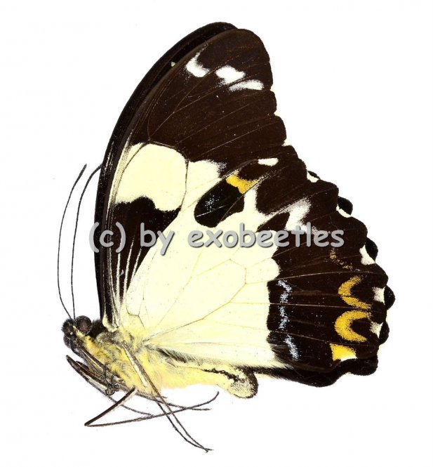 Papilio euchenor 