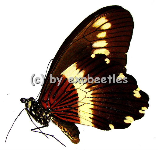 Papilio gallienus 