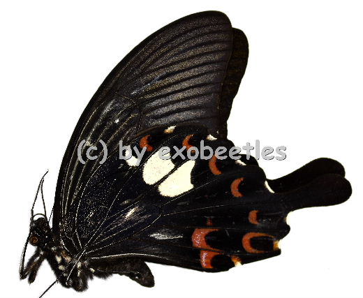 Papilio helenus  A2 