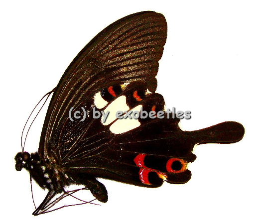Papilio helenus enganius 