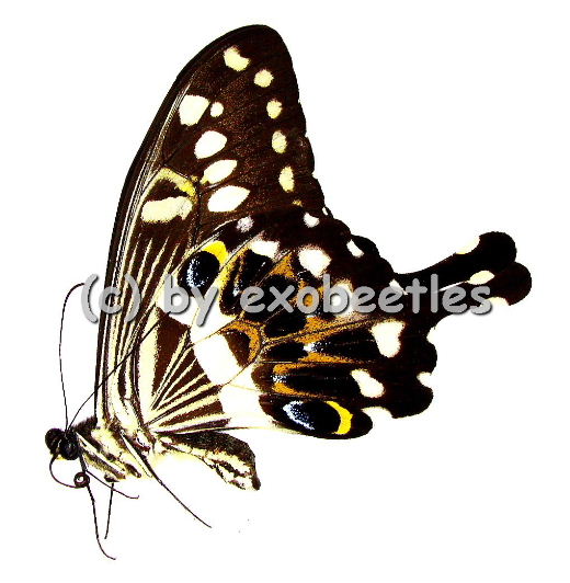 Papilio lormieri lormieri 