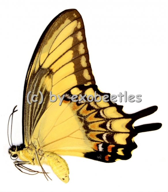 Papilio lycophron  A2 