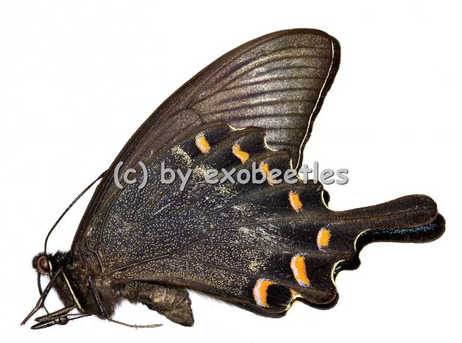 Papilio maackii maackii ( Sommer var. )  A1- 