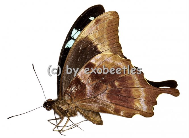 Papilio oribazus  A2 