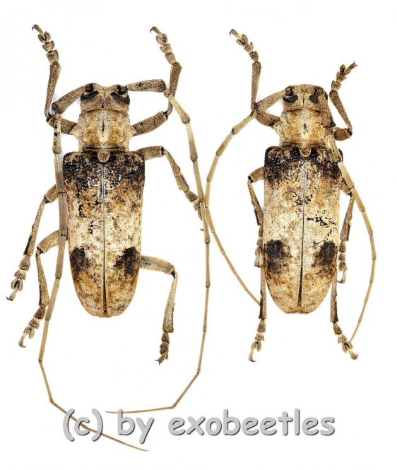 Parabixadus brunneoplagiatus  ( M 25 – 29 ) 