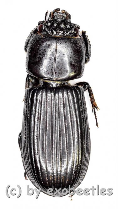 Passalidae spec. #6  ( 35 – 39 ) 