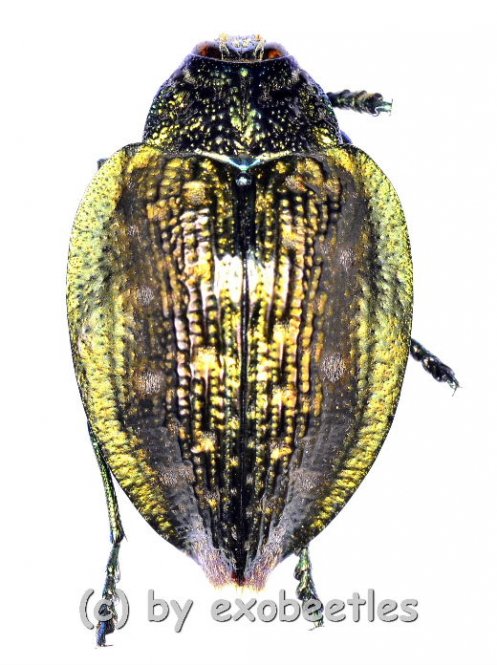 Polybothris alboplagiata  ( 20 – 29 )  A2 