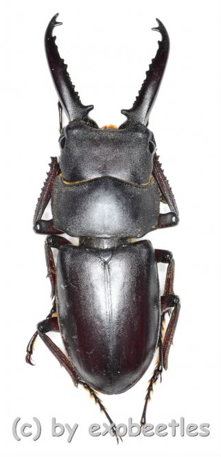 Prosopocoilus ( Prosopocoilus ) denticulatus  ( 35 - 39 ) 