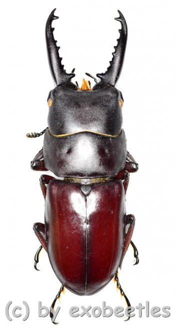 Prosopocoilus ( Prosopocoilus ) denticulatus  ( 30 - 34 ) 