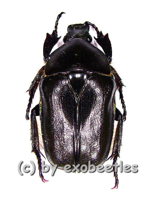 Pseudotorynorrhina japonica ( schwarze var. )  ( 25 – 29 ) 