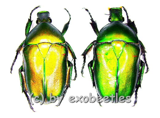 Pseudotorynorrhina japonica ( grüne var. )  ( 25 - 29 ) 