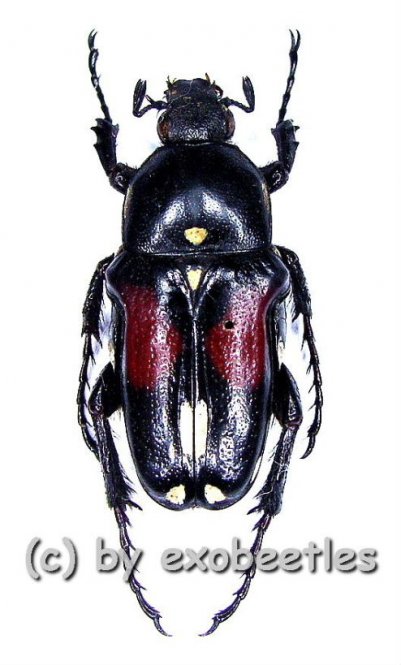 Pygora albomaculata  ( 15 – 19 ) 