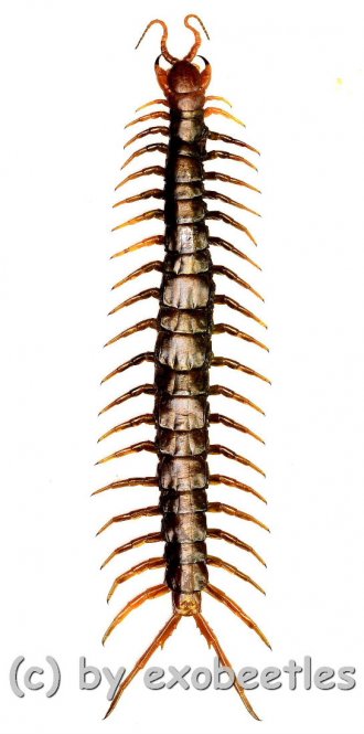 Scolopendra subspinipes  ( 75 – 79 ) 