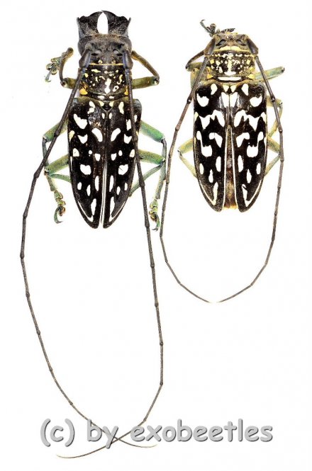 Stellognatha maculata  ( M 30 – 39 )  A1- 