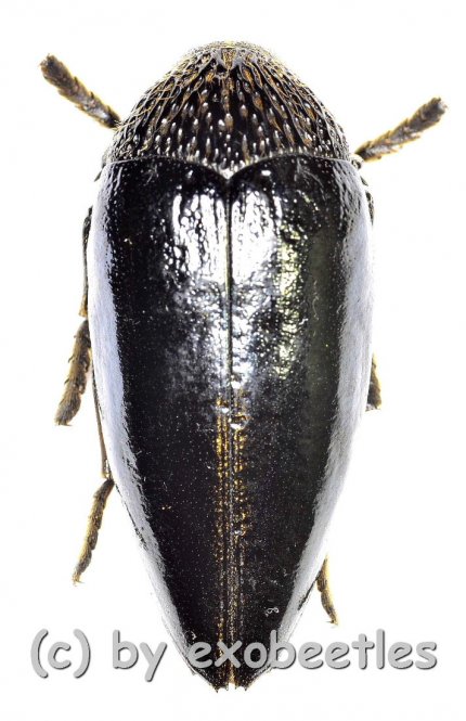 Sternocera orissa luctifera  ( 30 – 39 ) 