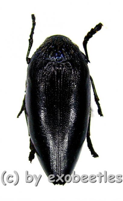 Sternocera orissa variabilis ( schwarze var. )  ( 25 - 29 )  A2 