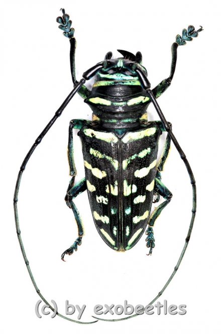 Sternotomis virescens  ( 25 – 29 ) 
