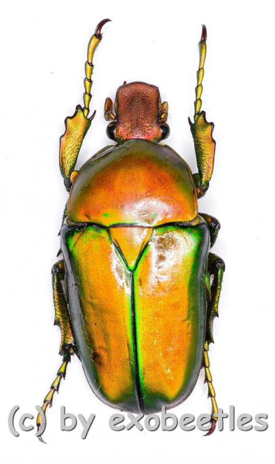 Taurhina ( Taurhina ) longiceps chrysocephala 