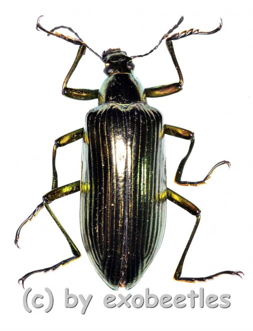 Tenebrionidae spec. #30  ( 25 – 29 )  A2 