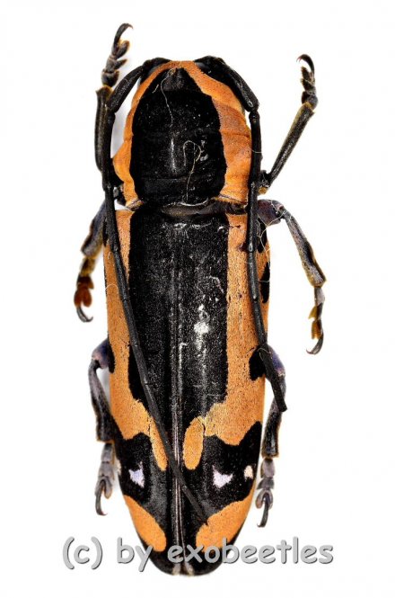 Tragocephala castnia theobromae  ( 20 – 24 ) 