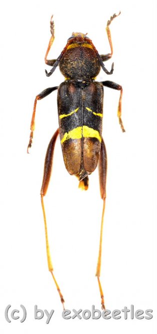 Xylotrechus latefasciatus  ( 15 - 19 )  A2 