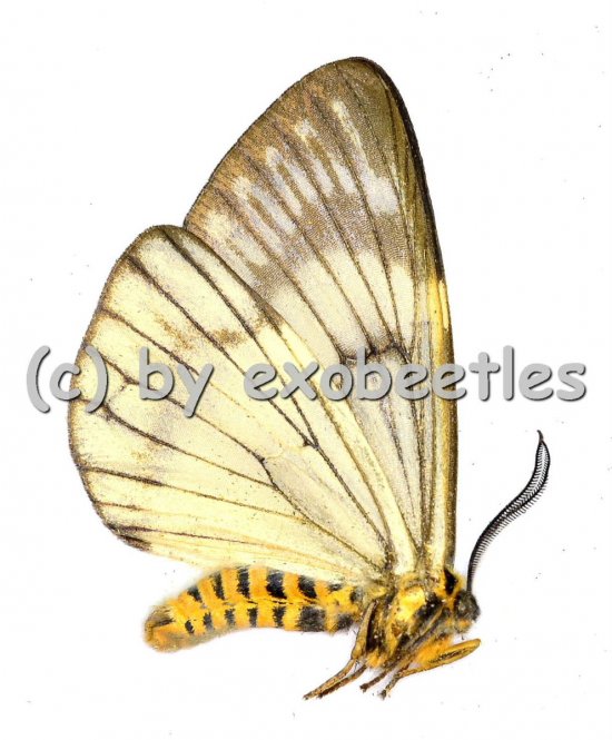 Zygaenidae spec.  A1/A- 