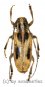 Blepephaeus succinctor succinctor  ( 25 - 29 )