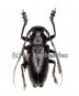 Cerambycidae spec. #23  ( 15 - 24 )