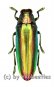 Chrysochroa aurora  ( 25 – 39 )