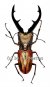 Cyclommatus tarandus tarandus  ( 40 – 44 )  A1-
